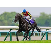 クロワデュノール | グッズ | 公式通販 | ターフィーショップオンライン